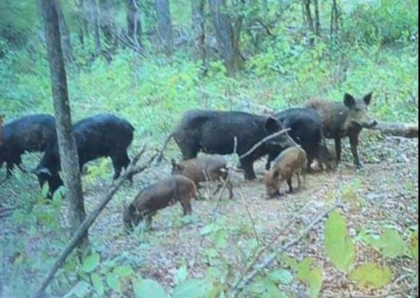 Trapping Feral Hogs: Good Riddance - by Richard Owens
