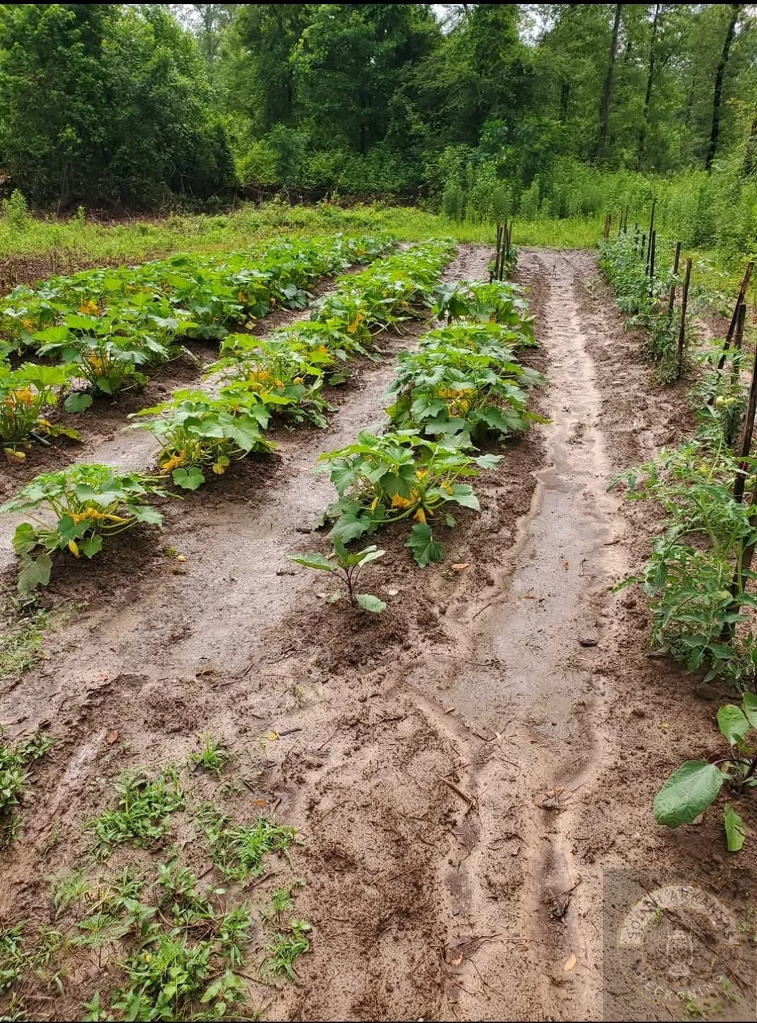 Vegetable Garden Protection Act