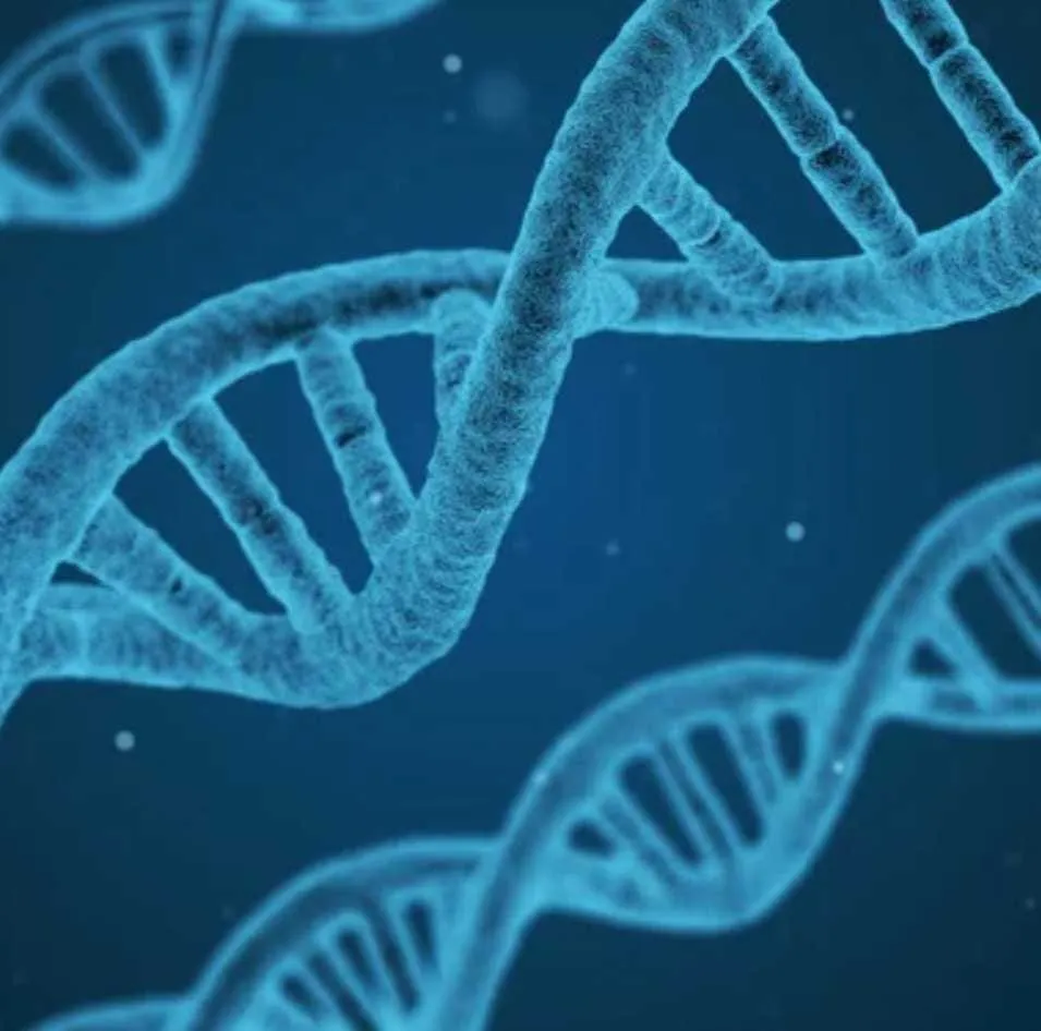 Strands of DNA
